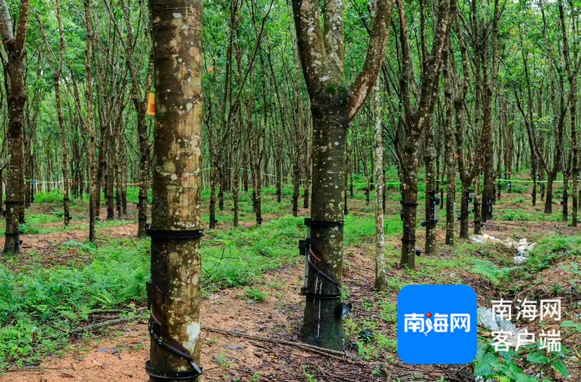 1732496708270071072.jpg 1732496708270071072.jpg